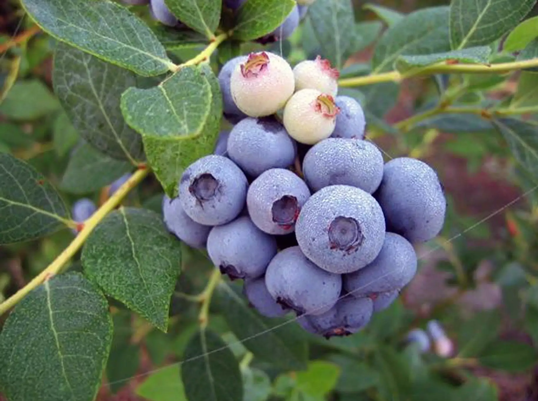 Vaccinium Ashei Brightwell 3 Vaccinium Ashei Brightwell