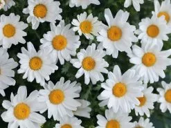 Chrysanthemum Snowland Daisy 9 Chrysanthemum Snowland Daisy -Plants in a Box Sales Shop 01 Chrysanthemum SnowLand 2021March WB