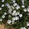 Convolvulus Sabatius Prime White -Plants in a Box Sales Shop 01 Convolvulus PrimeWhite 200918 WB