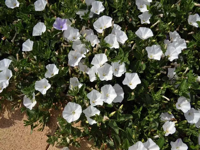 Convolvulus Sabatius Prime White 3 Convolvulus Sabatius Prime White