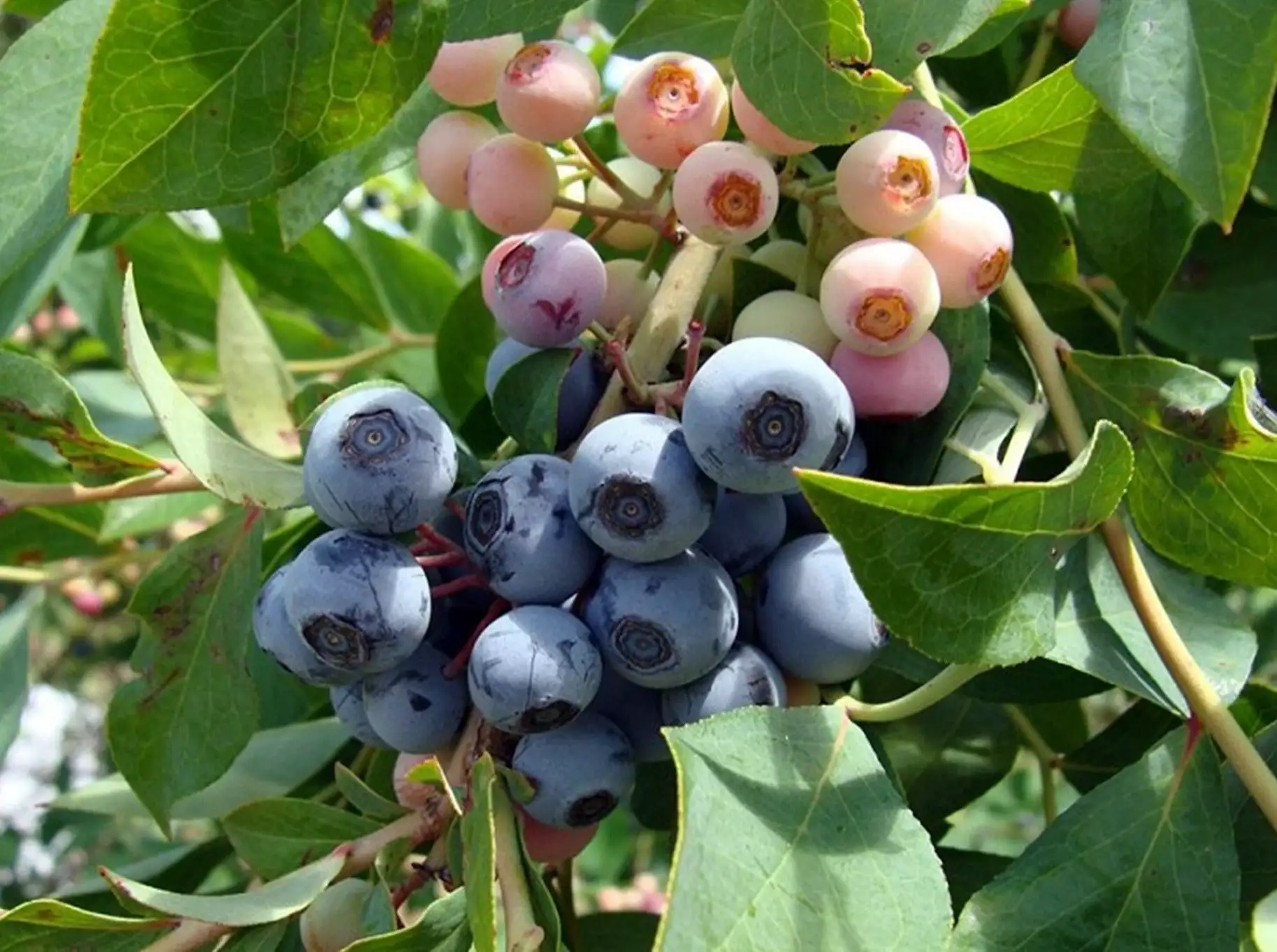 Vaccinium Ashei Brightwell 5 Vaccinium Ashei Brightwell - Image 3