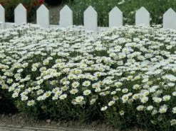 Chrysanthemum Snowland Daisy 10 Chrysanthemum Snowland Daisy -Plants in a Box Sales Shop 02 Chrysanthemum SnowLand 2021March WB