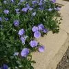 Convolvulus Sabatius Early Blue -Plants in a Box Sales Shop 02 Convolvulus EarlyBlue 2021May WB