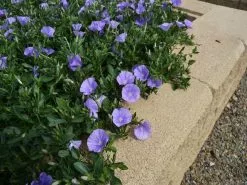 Convolvulus Sabatius Early Blue
