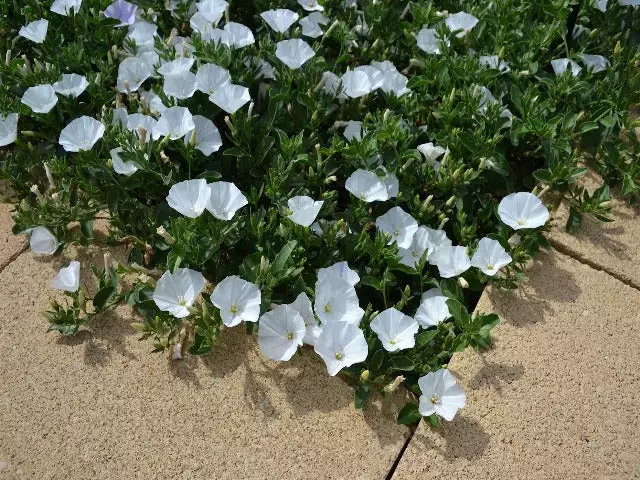Convolvulus Sabatius Prime White 4 Convolvulus Sabatius Prime White - Image 2