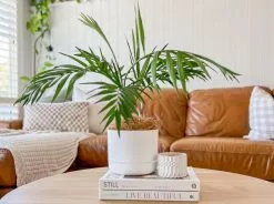 3 Plants & 3 Self-Watering Pot Set - 215mm -Plants in a Box Sales Shop 08CFC5BC 7027 46BF 8848 F88255895FCE