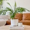 Palm + Pot + Plant + Soil -Plants in a Box Sales Shop 08CFC5BC 7027 46BF 8848 F88255895FCE 0dba534e e533 4530 bfd2 b693ad1f851a