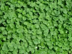 Dichondra Repens 11 Dichondra Repens -Plants in a Box Sales Shop 0 p19mns0bbanue1lqn1chb12to12gk4 302f3aa2 86e8 42e0 86d4 6cd887041f3c