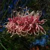 Grevillea X Coconut Ice -Plants in a Box Sales Shop 0a655c80c24e6a2655c25289794c59fd 16ff3763 0ab3 4376 bae1 86390a747ba2