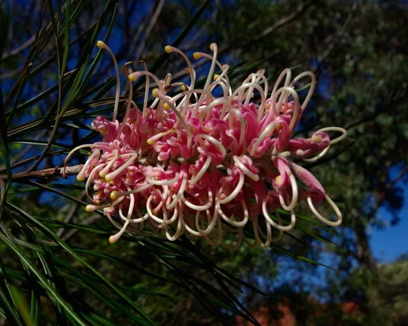 Grevillea X Coconut Ice 3 Grevillea X Coconut Ice
