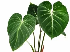 Elho Eco Friendly â™»ï¸Gift Box - Philodendron Gloriosum -Plants in a Box Sales Shop 1