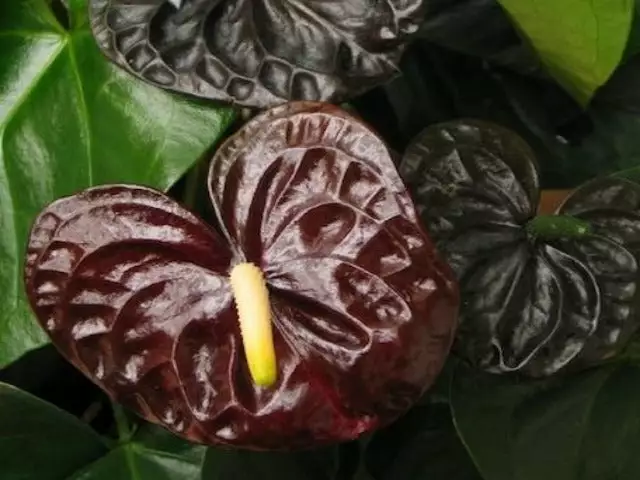 Anthurium Andreanum 'Black Queen' 85mm 4 Anthurium Andreanum 'Black Queen' 85mm - Image 2