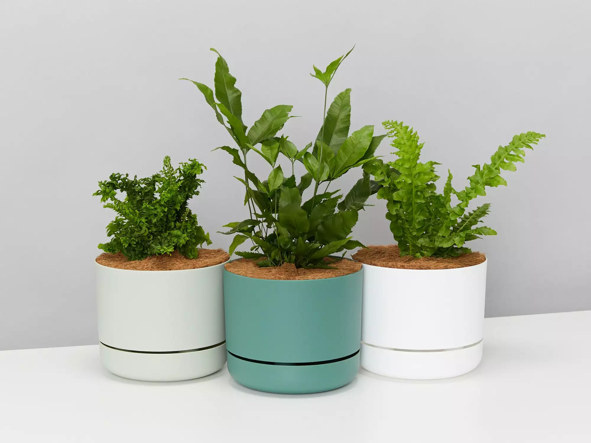Fern Gift Box - Pot + Plant + Soil 4 Fern Gift Box - Pot + Plant + Soil - Image 2