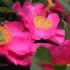 Camellia Sasanqua Hiryu -Plants in a Box Sales Shop 1024px Camellia sasanqua1JAM343 4be5f390 4f75 4087 b57f 5c87d28c8014