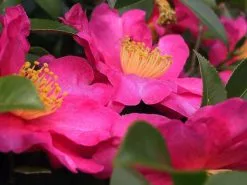 Camellia Assorted Pack -Plants in a Box Sales Shop 1024px Camellia sasanqua1JAM343 618x458 crop center 2x.progressive 7cc5a88c 48b2 4218 98b2 9e9d136822fc
