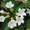 Stephanotis Floribunda - Pot + Plant + Soil