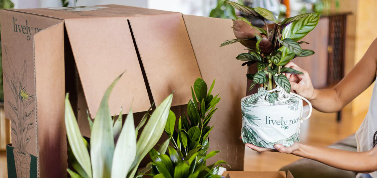 Plants in a Box Sales Shop -Plants in a Box Sales Shop 1111111 b4ba816b c217 45dd a075 a1c5399bc057