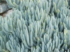 Senecio Serpens Blue Chalksticks Dwarf -Plants in a Box Sales Shop 11419 624d9b7f 19ab 4f9e b948 2396ded26746