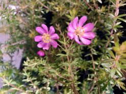Australian Native Mixed Pack -Plants in a Box Sales Shop 1181973366075349.RcXToD7M3eQYR1niOEDN height640 baeb2c2c 295a 4402 87aa b54574b61886 1