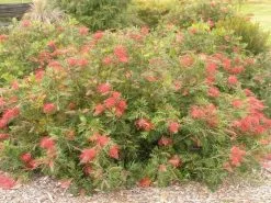 Grevillea Robyn Gordon 11 Grevillea Robyn Gordon -Plants in a Box Sales Shop 1191B
