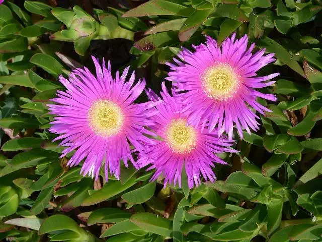Carpobrotus Glaucescens 4 Carpobrotus Glaucescens - Image 2