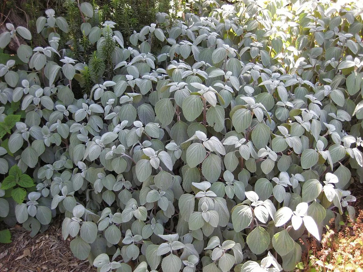 Plectranthus Argentatus 7 Plectranthus Argentatus - Image 5