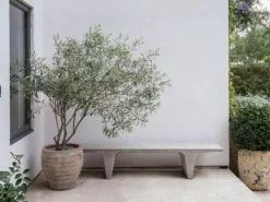 Helena Heritage Olive Tree 10 Helena Heritage Olive Tree -Plants in a Box Sales Shop 13f0666c198e31f7fde91dc0b89684dc 1d2f5799 a12a 4d2f ba7d c443226bdb82