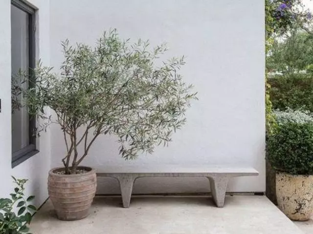 Helena Heritage Olive Tree 5 Helena Heritage Olive Tree - Image 3