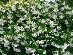 Star Jasmine Hedging Or Ground Cover Pack 15 Star Jasmine Hedging Or Ground Cover Pack -Plants in a Box Sales Shop 1434524436070 aedcbcc4 137d 44b2 88fb 9c9d61974a4b