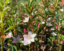 Philotheca Myoporoides Winter Rouge -Plants in a Box Sales Shop 14707432 26DD 4F93 AE64 0A19E54FDCE6 1DCCE402 2B45 4702 BAA9 37947D10FACF 62b8a8ac f47d 4cbd a8a6 cf6ac1898ccd