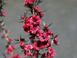 Leptospermum Scoparium Burgundy Queen 7 Leptospermum Scoparium Burgundy Queen -Plants in a Box Sales Shop 155. Lepto Burgundy Queen fabf1b6e 86ce 445e 94d4 906979b82735
