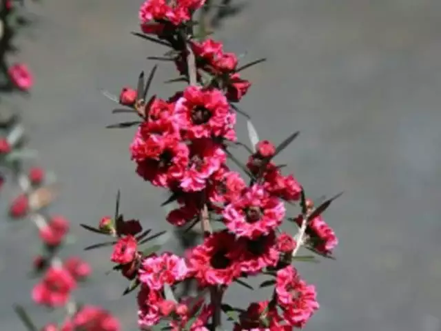 Leptospermum Scoparium Burgundy Queen 4 Leptospermum Scoparium Burgundy Queen - Image 2