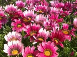 Gazania Rigens Pink ðŸŒº -Plants in a Box Sales Shop 1968 834 43711e54 4601 40a9 95b9 ba81c1cd95b9