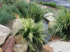 Lomandra Hystrix Katie Belles Pbr Matt Rush -Plants in a Box Sales Shop 2010 11 KatieBelles 08 dfb629f9 b6b6 4d8a b213 a345cd06c365