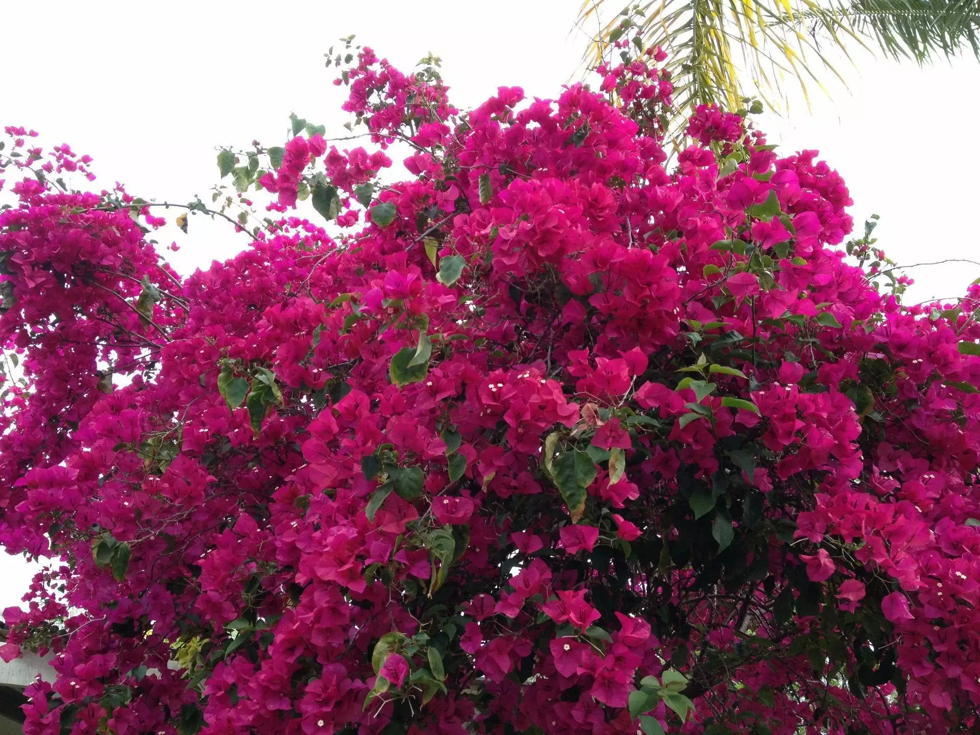 Bougainvillea Elizabeth 3 Bougainvillea Elizabeth