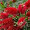 Callistemon Citrinus Endeavour