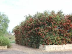 Callistemon Viminalis Slim â€˜CV01â€™ Native Hedge -Plants in a Box Sales Shop 2014 10 Slim 12 dc3d09d9 14a7 4453 9efe 062f978de046