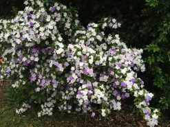 Brunfelsia Latifolia Sweet Petite -Plants in a Box Sales Shop 2015 01 05 18.04.32 7cd5472c 5ae0 4473 a9ed 2d4334b19991