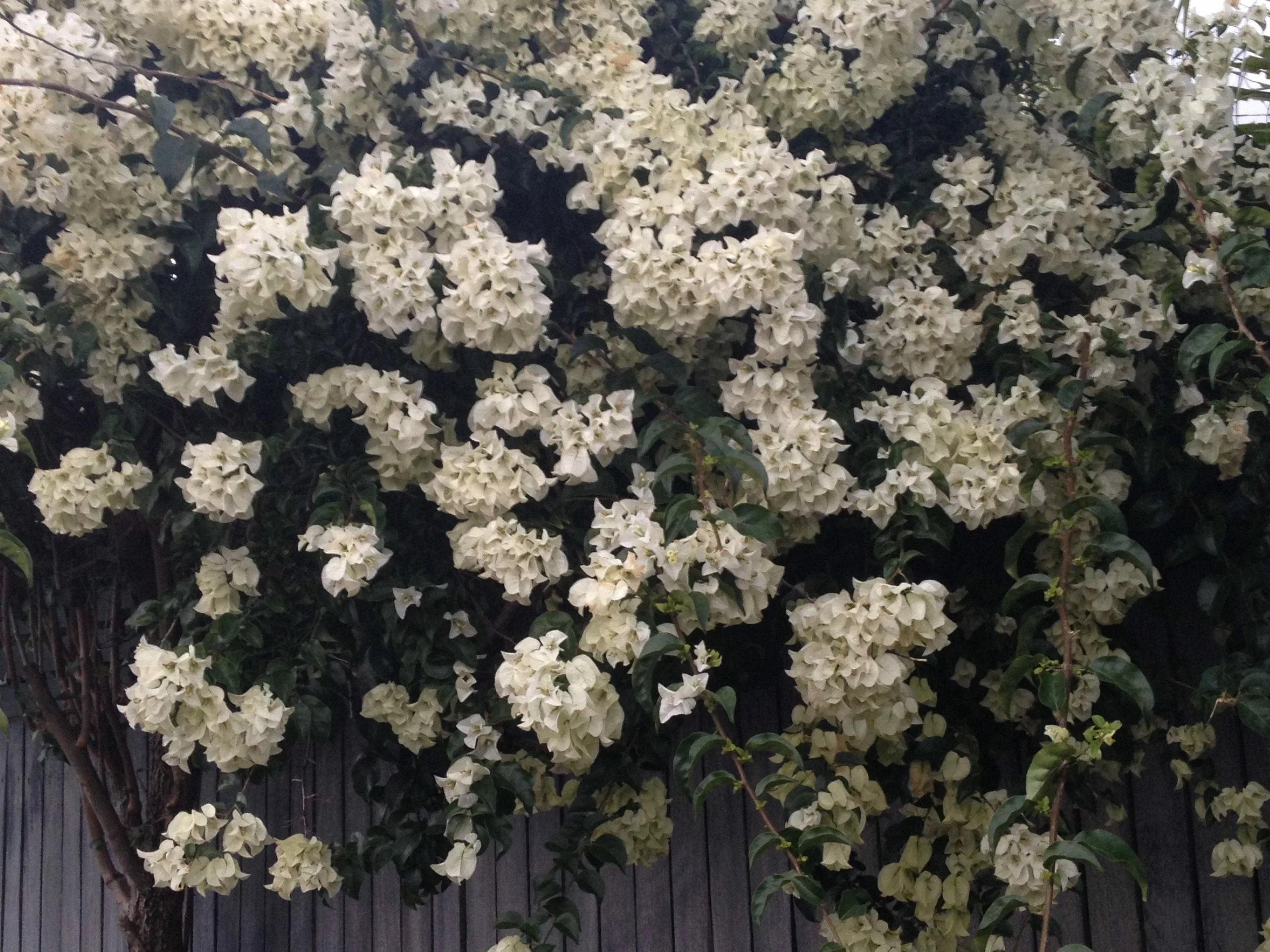 Bougainvillea White Cascade 3 Bougainvillea White Cascade