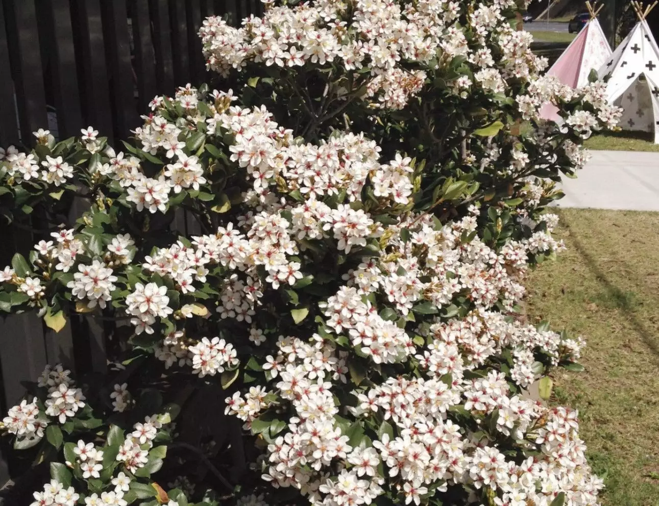 Rhaphiolepis Intermedia 6 Rhaphiolepis Intermedia - Image 4