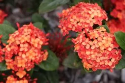 Ixora Coral Malay -Plants in a Box Sales Shop 2016 03 04 13.00.46 e10e8121 ec24 4b32 b29a 48dad753030b