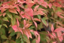 Nandina Domestica Nana -Plants in a Box Sales Shop 2016 03 04 13.02.11 3f426718 716e 432c b365 0582ed79831f