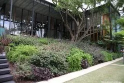 Phyllanthus Multiflorus -Plants in a Box Sales Shop 2016 03 04 13.39.13 50fe1ee5 147b 41bd a9c0 1290acc9f3a5