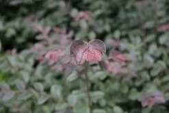 Loropetalum Chinense "China Pink" -Plants in a Box Sales Shop 2016 03 04 13.39.58 4c6a5e8d 1770 4b9e a3c9 fac0a501dd3e