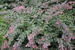 Loropetalum Chinense "China Pink" -Plants in a Box Sales Shop 2016 03 04 13.40.05 9a75e2c2 15e9 4095 8b38 3cfe6a290a41