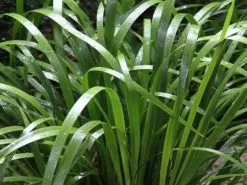 Lomandra Hystrix - Mat Rush -Plants in a Box Sales Shop 2016 03 04 14.28.15 68f0250c a3c6 4cb7 836c 564d0bf710ac
