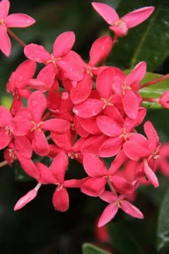 Ixora Pink Malay -Plants in a Box Sales Shop 2016 03 04 14.33.06 b2ecb2c4 cec0 4843 9f48 25ec5f3acfd2