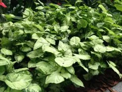 Syngonium Pixie - White Green -Plants in a Box Sales Shop 2016 03 13 14.18.04 493ca8c5 c48d 46f2 9275 857dc4947ac0