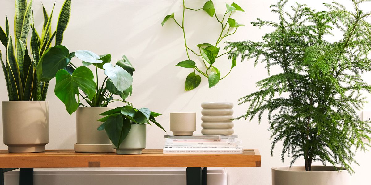 Plants in a Box Sales Shop -Plants in a Box Sales Shop 20181113 thesill 220 1617026224