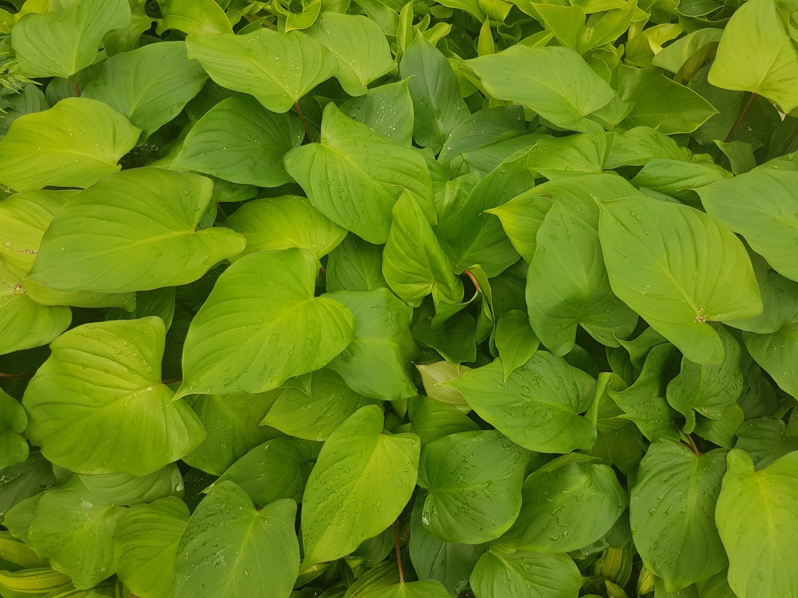 Homalomena 'Maggie' 4 Homalomena 'Maggie' - Image 2